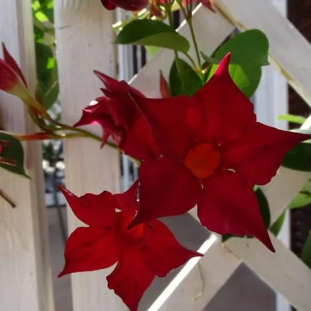 Casa Dell'aura Bed & Breakfast