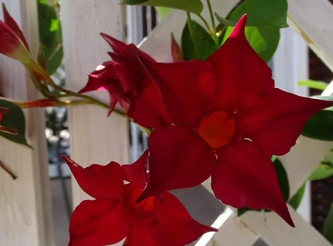 Casa Dell'aura Panzió